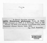 Fusarium globosum image